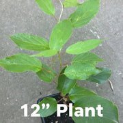 Hardy Kiwi Live Plants – Anna Female & Meader Male – Edible Fruit Vine, Zones 3–8