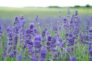 Lavender Seeds