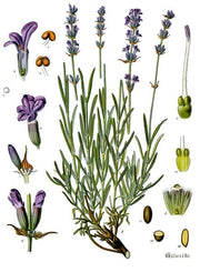 English Lavender Seeds