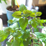 Lemon Balm Seeds