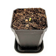Lithops Mix (Living Stone) Seeds