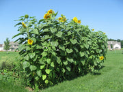 Mammoth Russian Sunflower Seeds