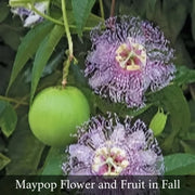 Maypop Passionflower (Passiflora incarnata) Live Plant – Native Vine, Edible Fruit, Zones 6–9, Hardy Passion Fruit