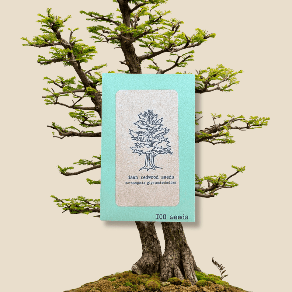 Metasequoia Glyptostroboides &