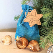 Mini Daffodil Bulbs