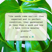 Monstera Deliciosa "Swiss Cheese Plant" Seeds