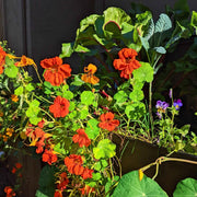 Nasturtium Seeds