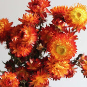 Dried Strawflower: Assorted 4oz Bunch