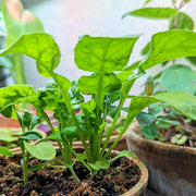 Organic Arugula Seeds