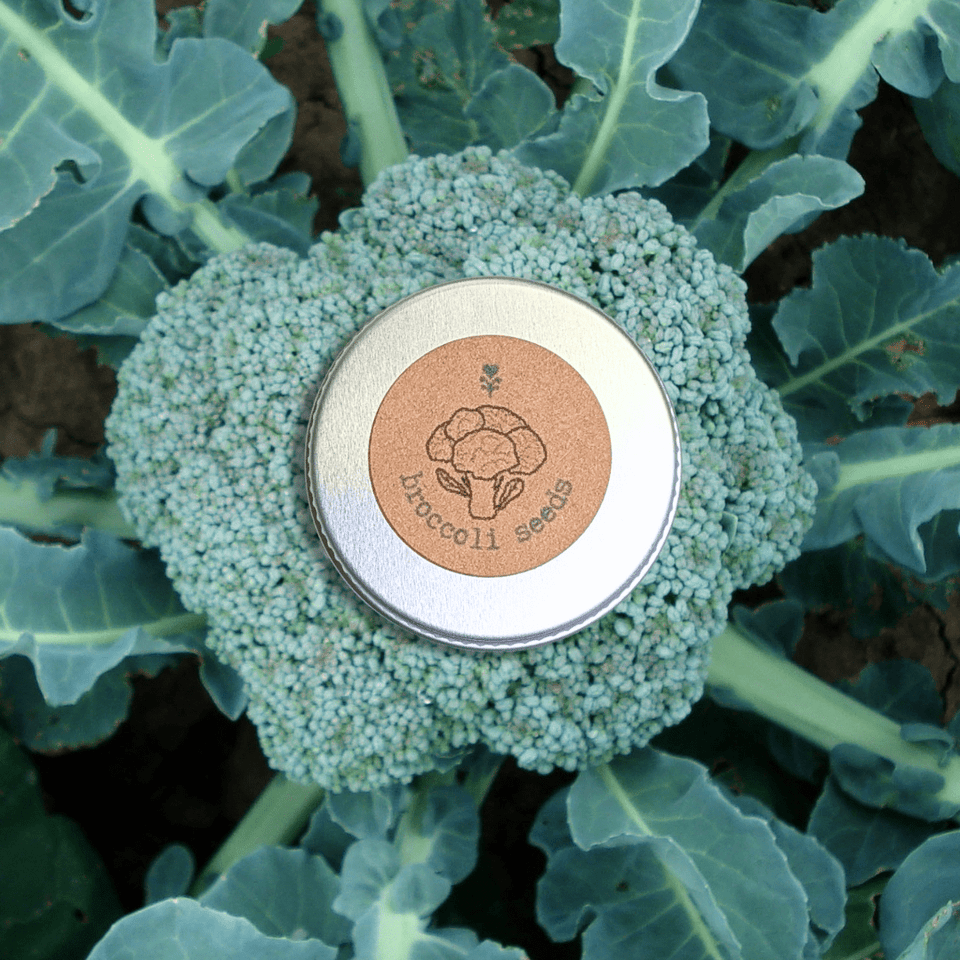 Organic Broccoli Seeds