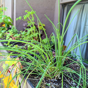 Organic Chives Seeds