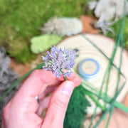 Organic Chives Seeds