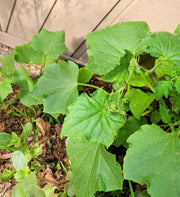 Organic Cucumber Seeds