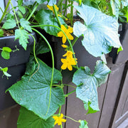 Organic Cucumber Seeds