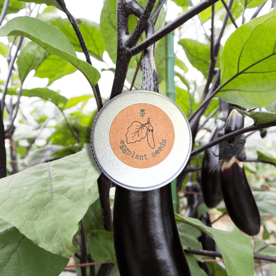 Organic Eggplant Seeds