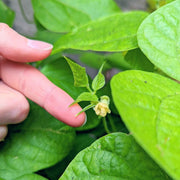 Organic Green Bean Seeds