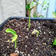 Organic Green Bean Seeds