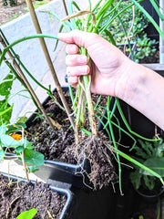 Organic Green Onion Seeds