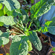 Organic Kale Seeds