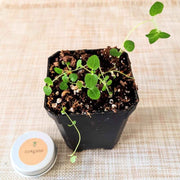 Organic Oregano Seeds