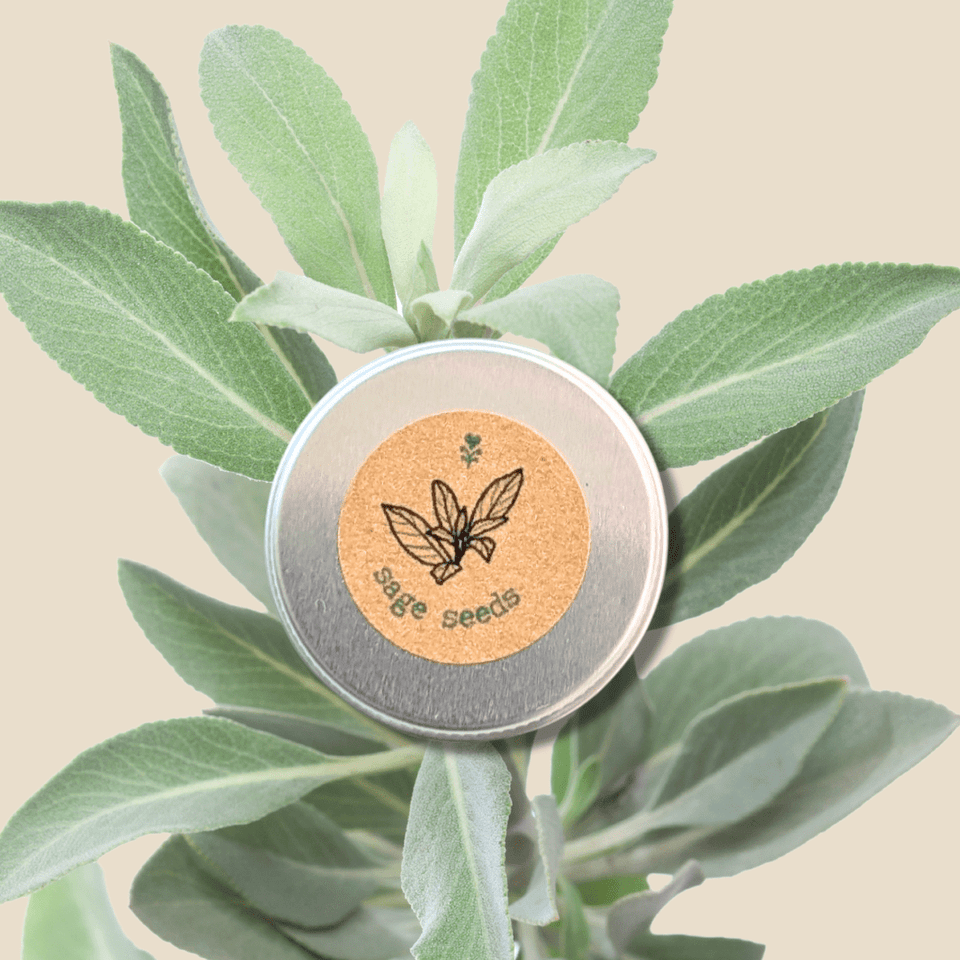 Organic Sage Seeds