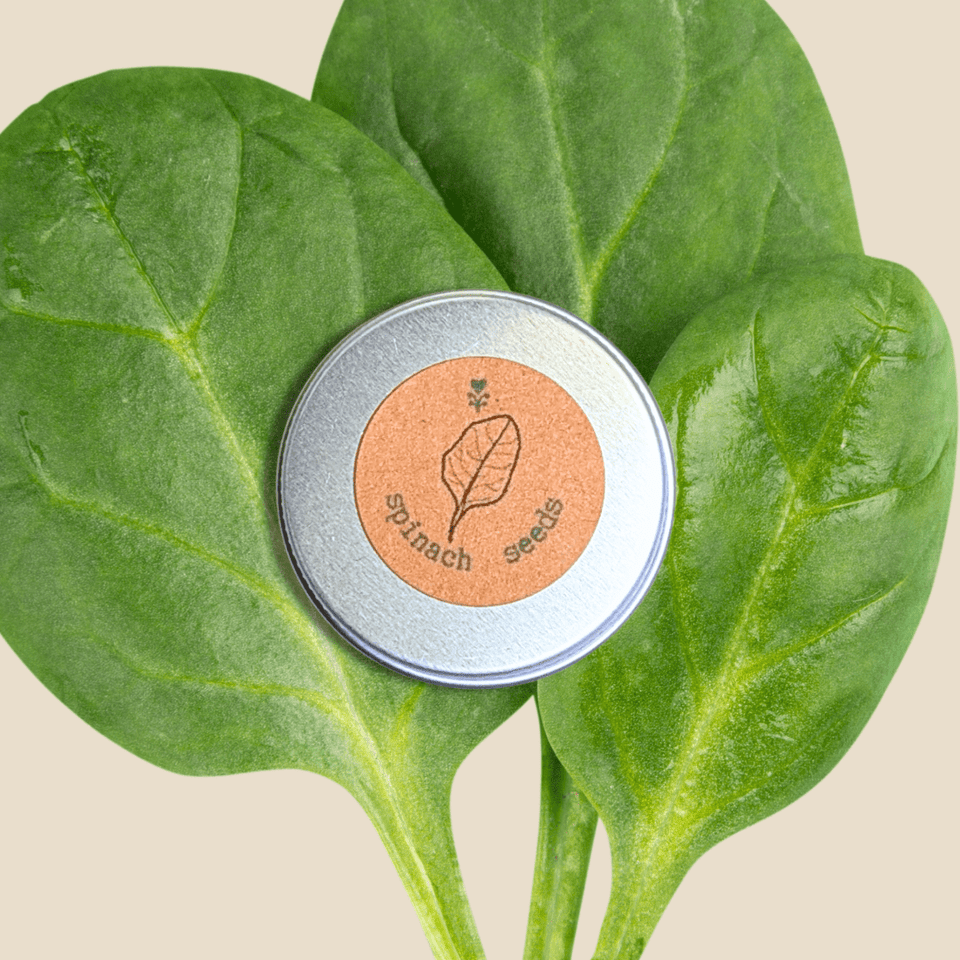 Organic Spinach Seeds
