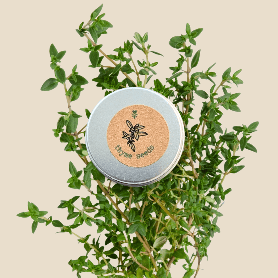 Organic Thyme Seeds