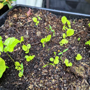 Organic Tom Thumb Lettuce Seeds