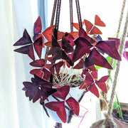 Oxalis 'Shamrock Plant' Bulbs