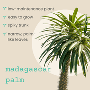 Pachypodium lamerei 'Madagascar Palm' Seeds