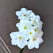 Paperwhite Bulb