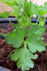 Dark Green Italian Flat Leaf Parsley Seeds