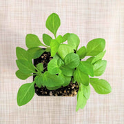 Petunia Seeds