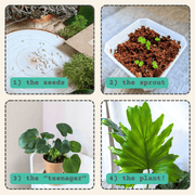 Philodendron Selloum 'Split Leaf Philodendron' Seeds