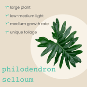 Philodendron Selloum 'Split Leaf Philodendron' Seeds