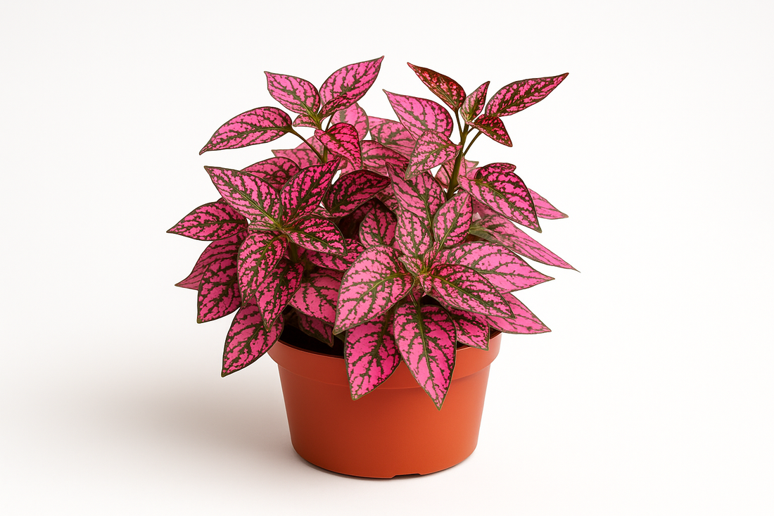 Professional plant product photo