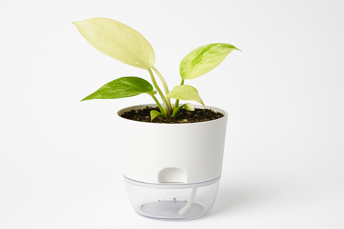 Professional product photo 1