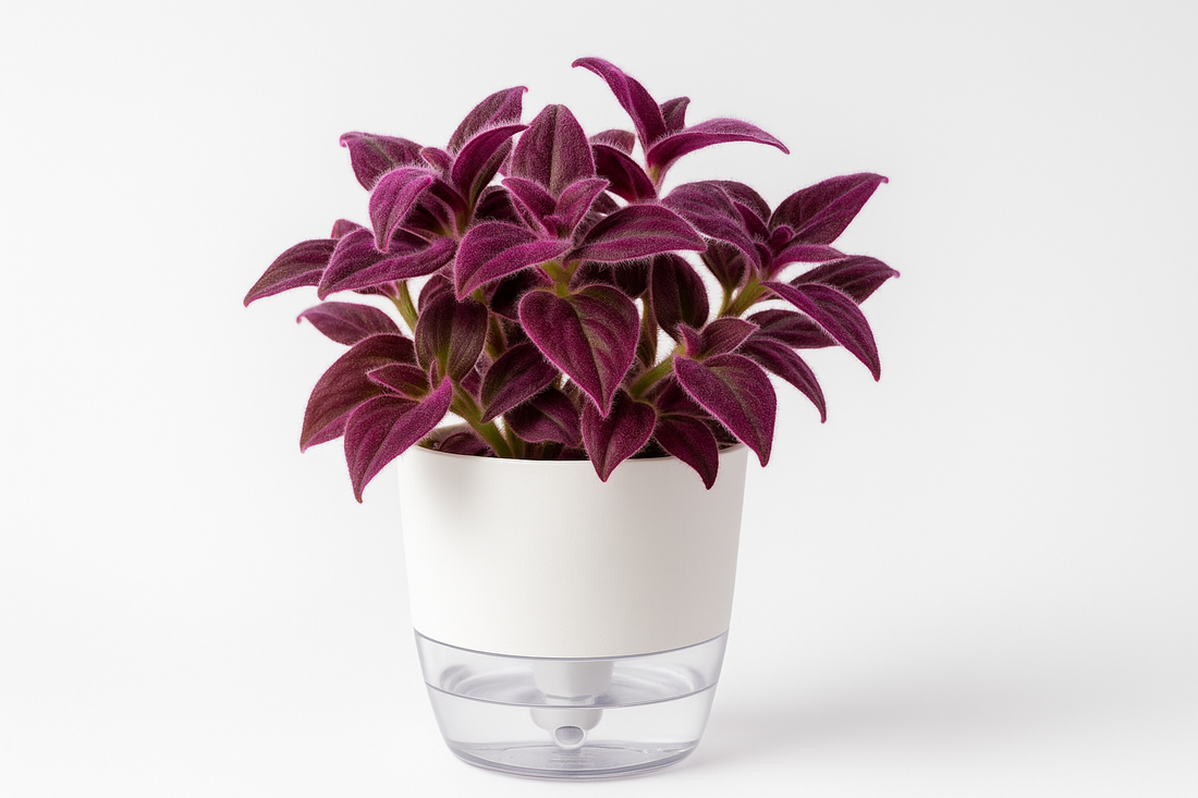 Professional product photo 2 with clear reservoir