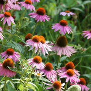 Purple Coneflower Live Plant – Echinacea purpurea – Native Pollinator Perennial – Zones 3–9