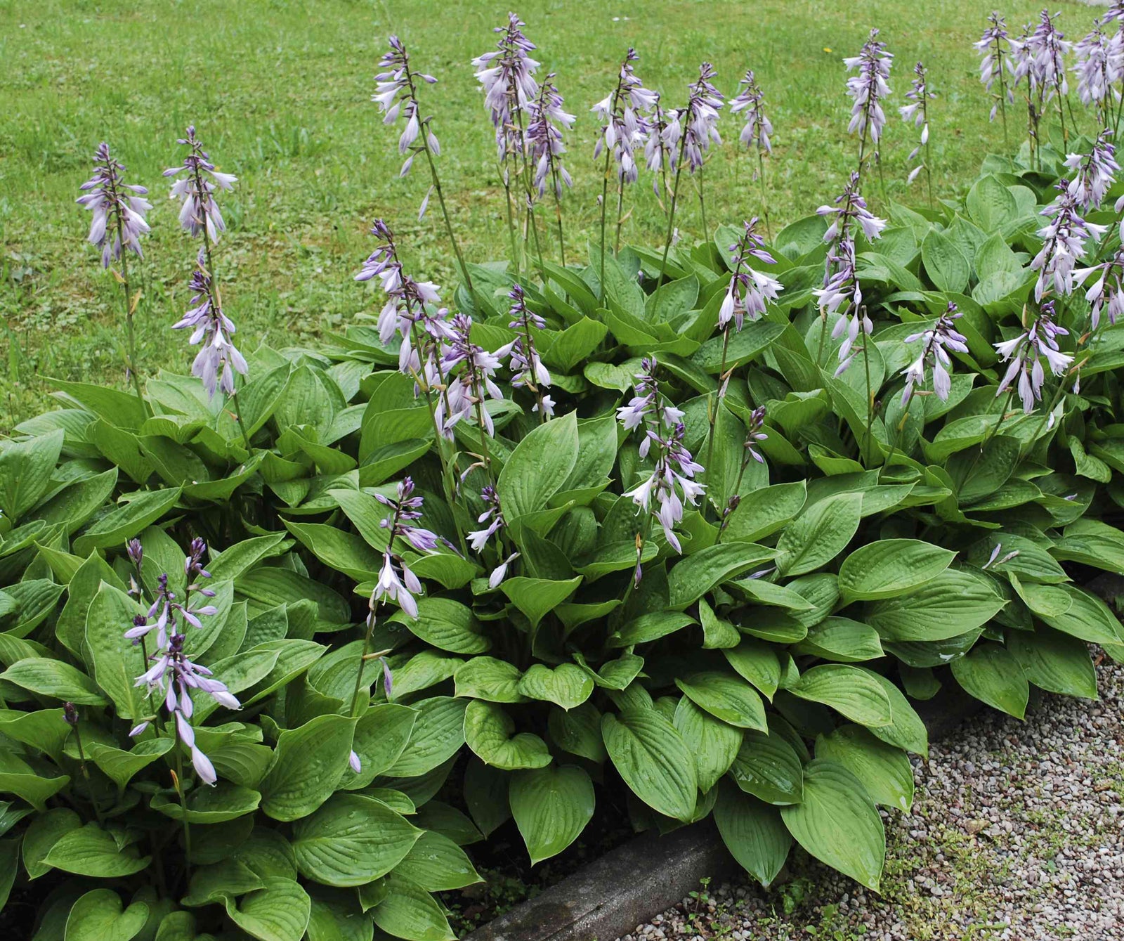 Purple Flowering Hosta Plants – Shade Perennial, Zones 4–9