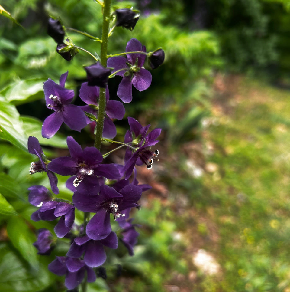 Purple Mullein &