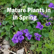 Native Purple Violet Live Plant – Viola sororia – Native Shade Groundcover – Zones 3–8