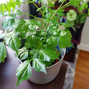 Radermachera Sinica 'China Doll' Plant Seeds