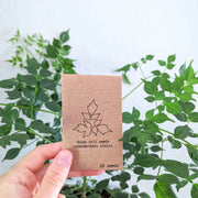 Radermachera Sinica 'China Doll' Plant Seeds