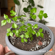Radermachera Sinica 'China Doll' Plant Seeds