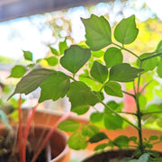 Radermachera Sinica 'China Doll' Plant Seeds