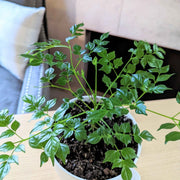Radermachera Sinica 'China Doll' Plant Seeds