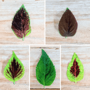 Rainbow Coleus Seeds