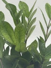 Zamioculcas &