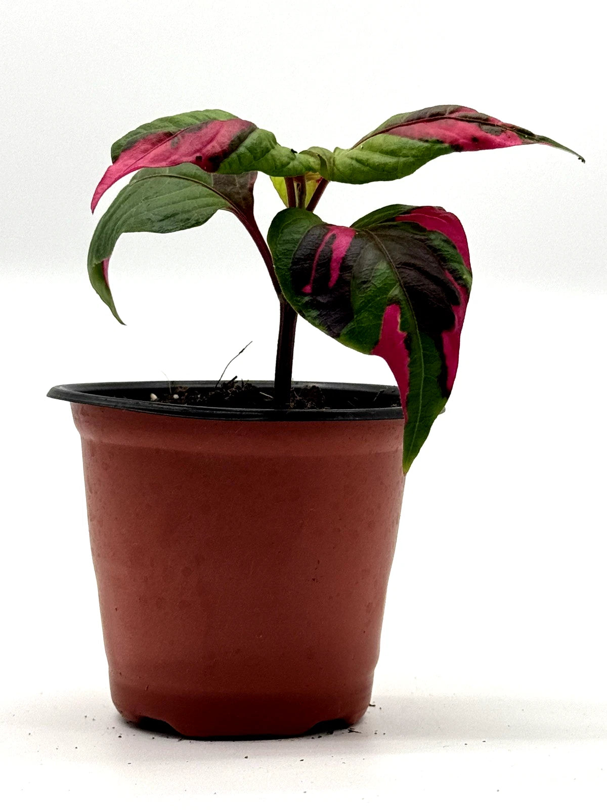 Alternanthera Party Time